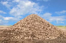 pryzma buraków cukrowych