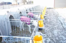 Doskonałym rozwiązaniem dla najmłodszych cieląt są derki, które skutecznie chronią przed wychłodzeniem organizmu. Utrzymanie odpowiedniej temperatury ciała w pierwszych tygodniach życia cielęcia jest kluczowe by zapewnić im zdrowie i wzmocnić odporność.