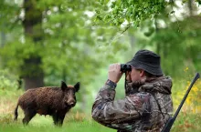 ASF wróci ze zdwojoną siłą? Rolnicy krytykują decyzję wojewody
