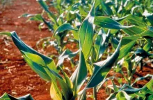 Niedobór miedzi w kukurydzy – zwijanie, bielenie i zamieranie liści