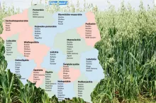 Owies jary: Lista Odmian Zalecanych