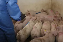 szczepienie świnie bezigłowe