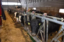 Obiekt został wyposażony w zatrzaskowe drabiny paszowe, które ułatwiają obsługę zwierząt i poprawiają bezpieczeństwo