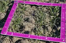 Z miarką w pole, bo jak najwcześniej wiosną trzeba ocenić stan plantacji, ilość roślin i rozkrzewień, ich dożywienie i kondycję. To podstawa planowania pierszej dawki i wyboru odpowiedniej formy azotu