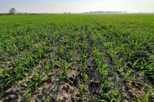 nawożenie, buraki, buraki cukrowe, pole