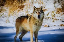 Ataki wilków na zwierzęta gospodarskie