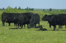 Bydło rasy angus na pastwisku