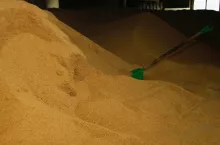 Soja z Ameryki czy rzepak z Polski? Rolnicy apelują do ministra - od Pati