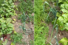 Jak mieć grube i długie pory? Kluczowe terminy i prosty trik