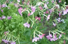 Tytoń ozdobny zachwyci dekoracyjnymi kwiatami oraz pięknym zapachem