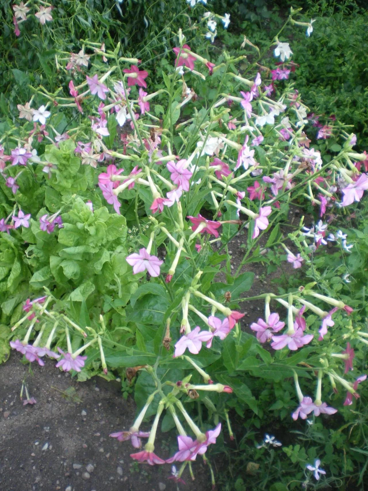 Tytoń ozdobny zachwyci dekoracyjnymi kwiatami oraz pięknym zapachem