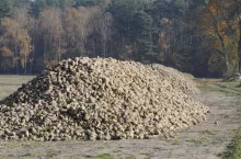 buraki buraki cukrowe, nawożenie