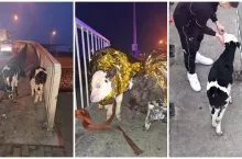 Dwa cielaki błąkały się po A2. Pomogli kierowcy, policj i GDDKiA