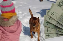 Pies w Zagrodzie – to nowy program, który ma umożliwić budowę kojców dla psów