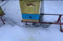 Styrodurowy korpus gniazdowy ula zaatakowany przez dzięcioła