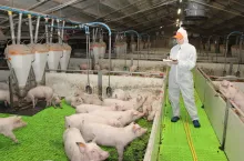 reportaż wojtczak odchowalnia na piętrze