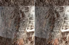 Załóż opaski zanim ruszą szkodniki. Prosty trik bez chemii