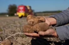 Ziemniaki podczas wykopków