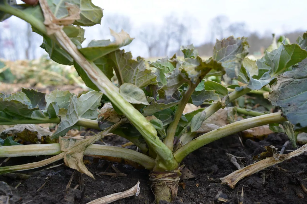 Przed wyliczaniem dawek wiosennych azotu należy dokładnie ocenić stan przezimowania. Ocenić biomasę, straty, potrzebę regeneracji formą azotanową