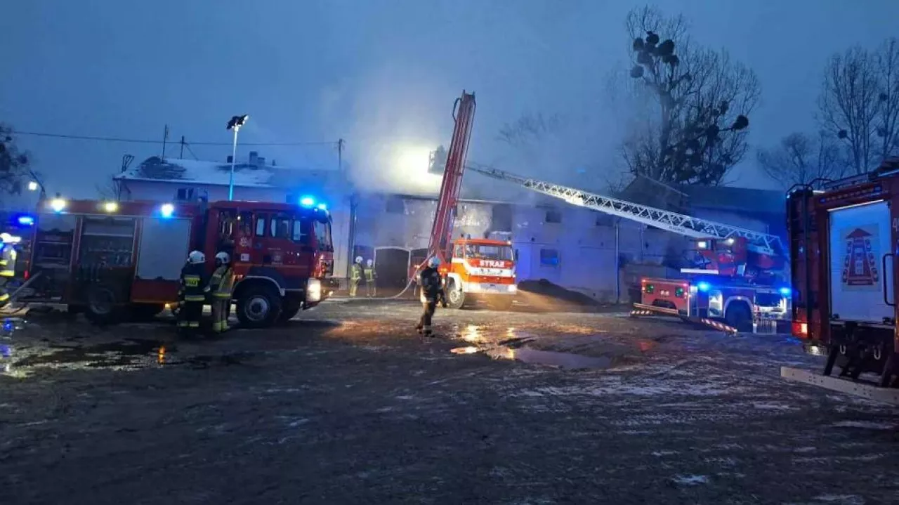 Strażacy walczą z pożarem obory w której znajduje się 70 cielaków.