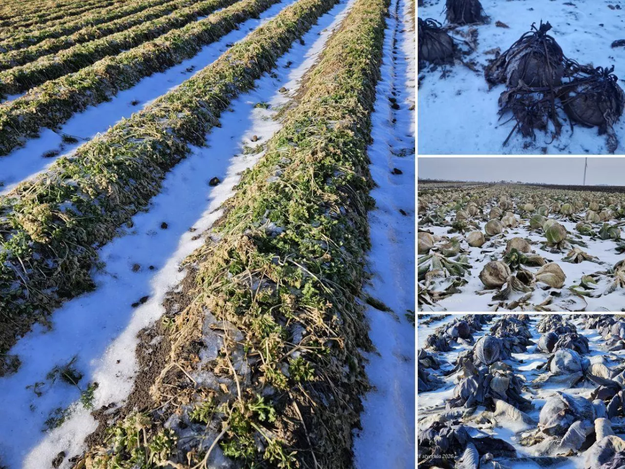 Zmarznięte uprawy warzyw