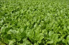 Buraki cukrowe w okolicach Kazimierzy Wielkiej to uprawa z długą tradycją