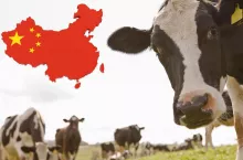 Dopłaty do mleka made in China 