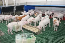 Ceny prosiąt w górę. Gdzie najdrożej? [SONDA]