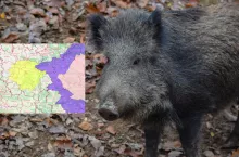 Nie mamy żadnej strefy czerwonej, ale wciąż znacząca większość kraju znajduje się w strefie różowej, a liczba ognisk u dzików od początku stycznia to już 229