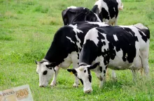 Ceny mleka z GUS za grudzień 2025