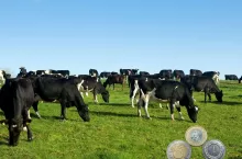 Producenci mleka alarmują przed umową. ”Kontrola już dziś jest za słaba”