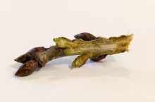 15 letnia odmiana Techlovan na czereśni ptasiej