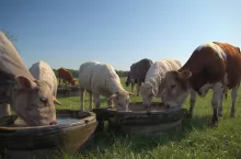 Przekroczenie poboru wody w gospodarstwie. Jakie kary?
