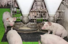 Janusz Wojtczak, Łężek odchowalnia