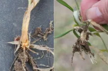 Jak ocenić przezimowanie zbóż ozimych? Trzy proste testy krok po kroku