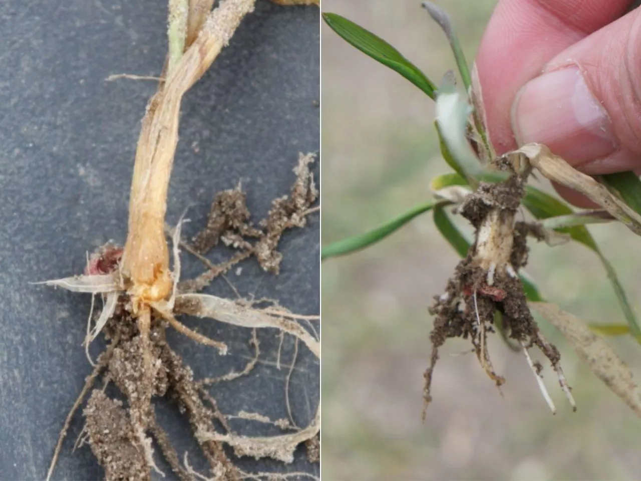 Jak ocenić przezimowanie zbóż ozimych? Trzy proste testy krok po kroku