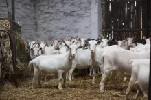 Kozy w koziarni z podłogą wyścieloną słomą