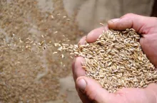 materiał siewny dopłaty 