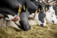 Tłuszcze paszowe mogą zwiększyć koncentrację energii w dawkach pokarmowych dla wysokowydajnych krów, a tym samym pomóc zmniejszyć deficyt energii na początku laktacji.