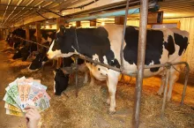 Zakaz bydła na uwięzi. Rolnicy dostali 7 lat na zmiany