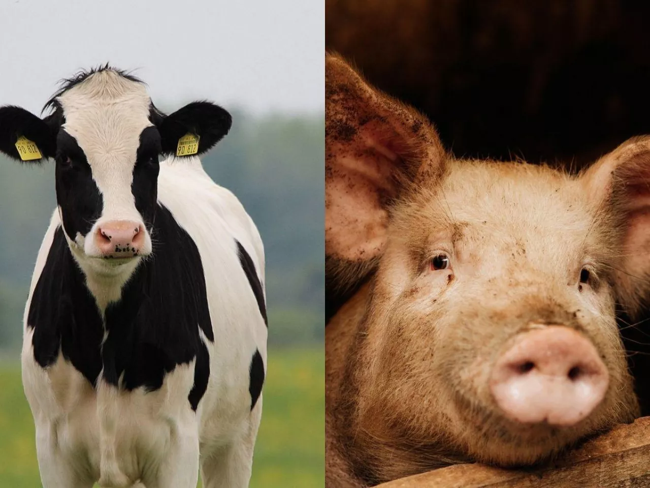 Kontrole chorób u zwierząt. Ministerstwo aktualizuje listę