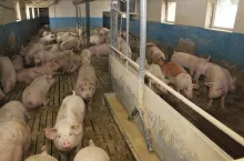 karmienie świń na mokro