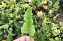 SBR syndrome basses richesses 