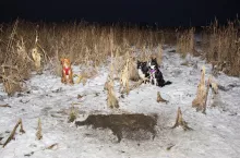 psy do poszukiwania dzików, ośrodek szkolenia psów Wrocław