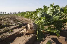 Słodki biznes na burakach 