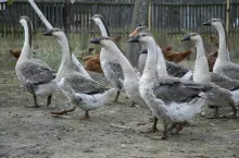 gęsi 
