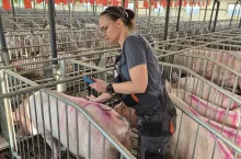 Optymalna grubość słoniny to 16–18 mm. Mówi o tym, jak locha przetrwała okres karmienia