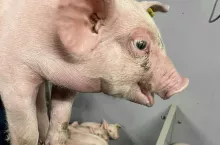 Najbardziej charakterystycznym objawem są duże, silnie uwypuklone gałki oczne, a także zez, obserwowane u prosiąt od drugiego tygodnia życia. Część lekarzy weterynarii zgłasza również częstsze zapalenia spojówek po odsadzeniu.