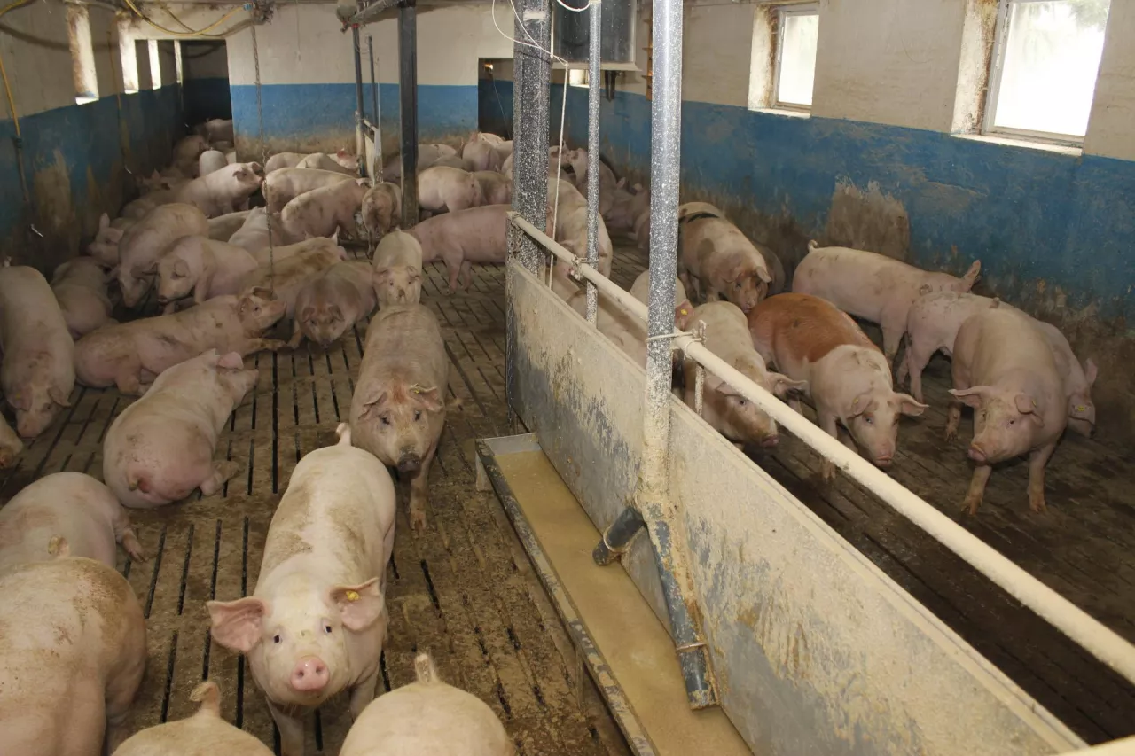 karmienie świń na mokro