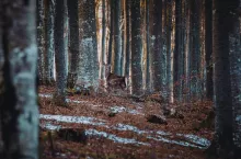 Zimowe tajemnice lasu w Uzarzewie. Muzeum przyrodnicze zaprasza dzieci na ferie